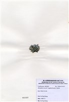 藏品(寬珊藻)的圖片